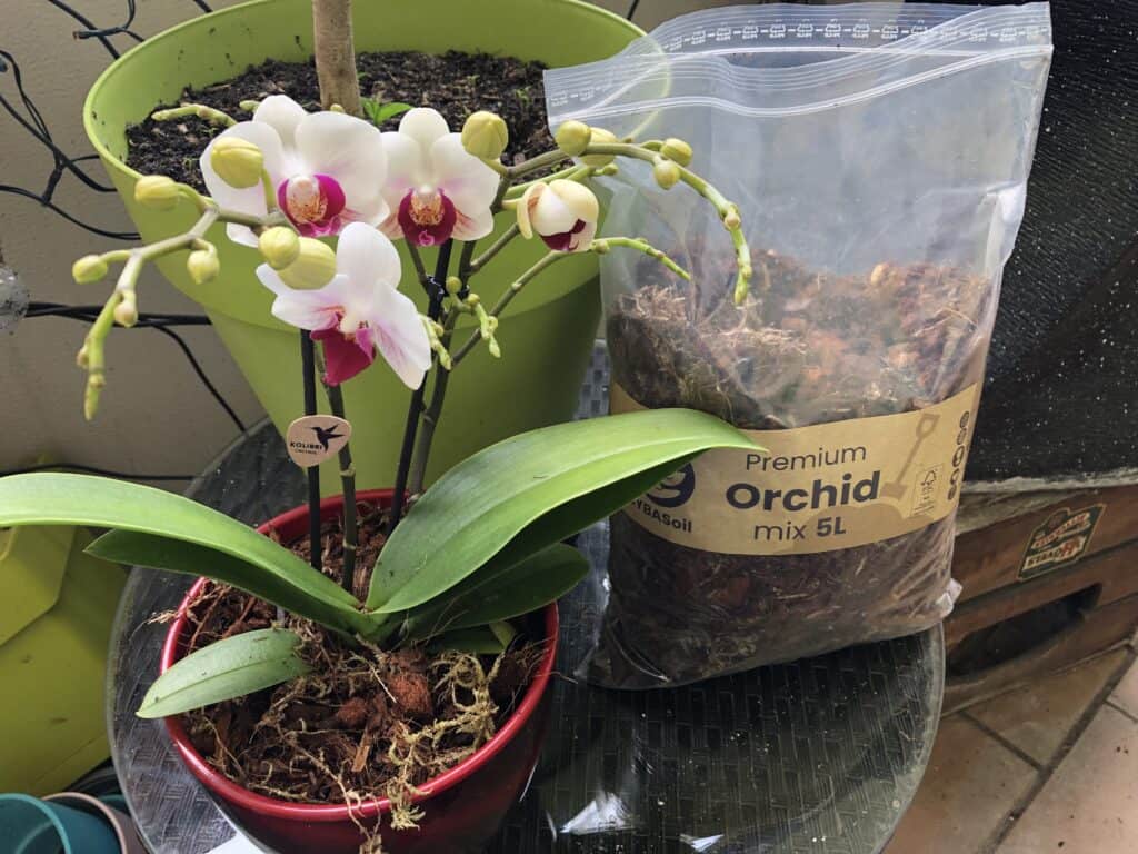 Meine Orchidee in der Sybotanica Orchideenerde
