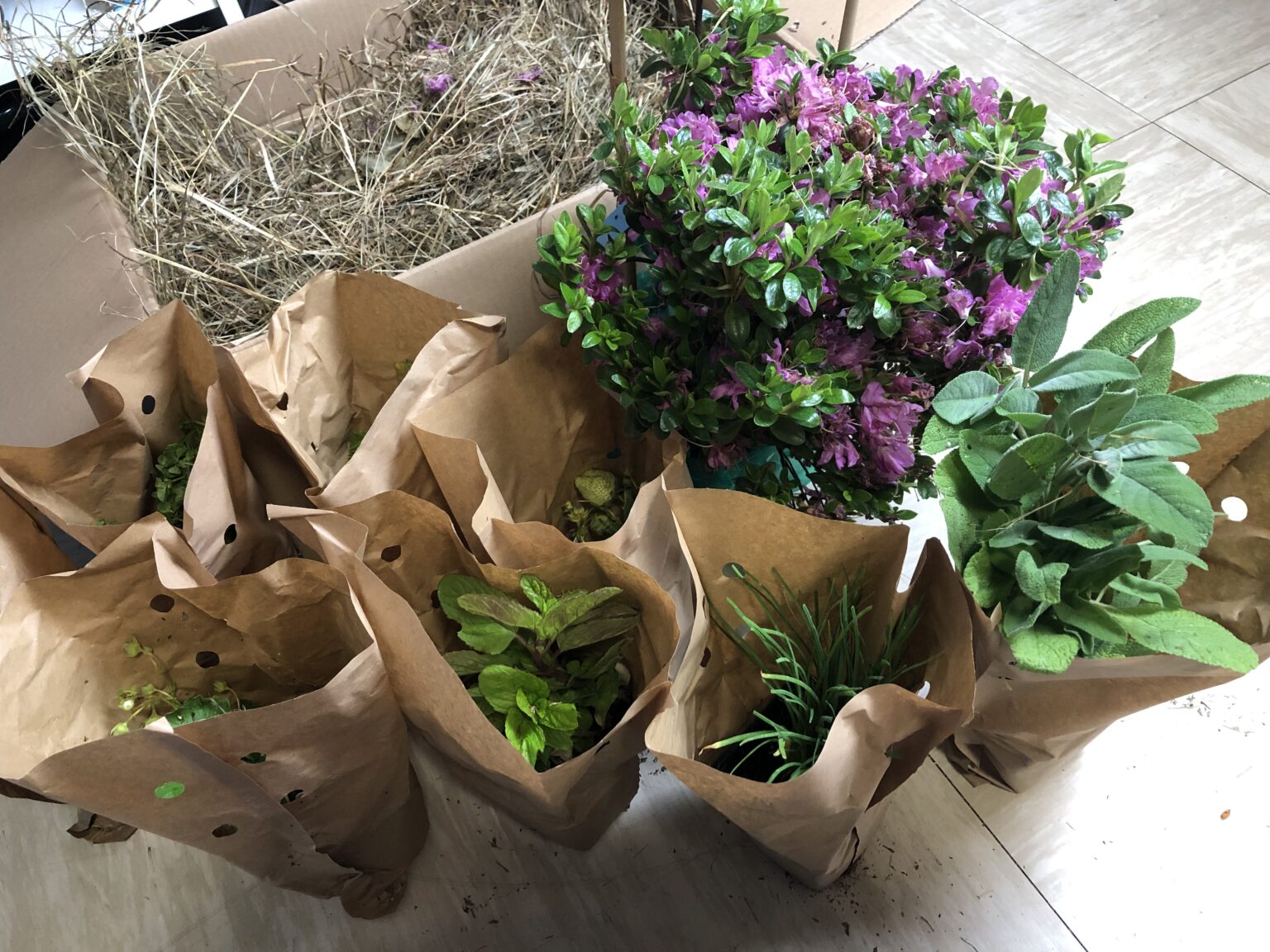 Mein Pflanzenpaket von Native Plants