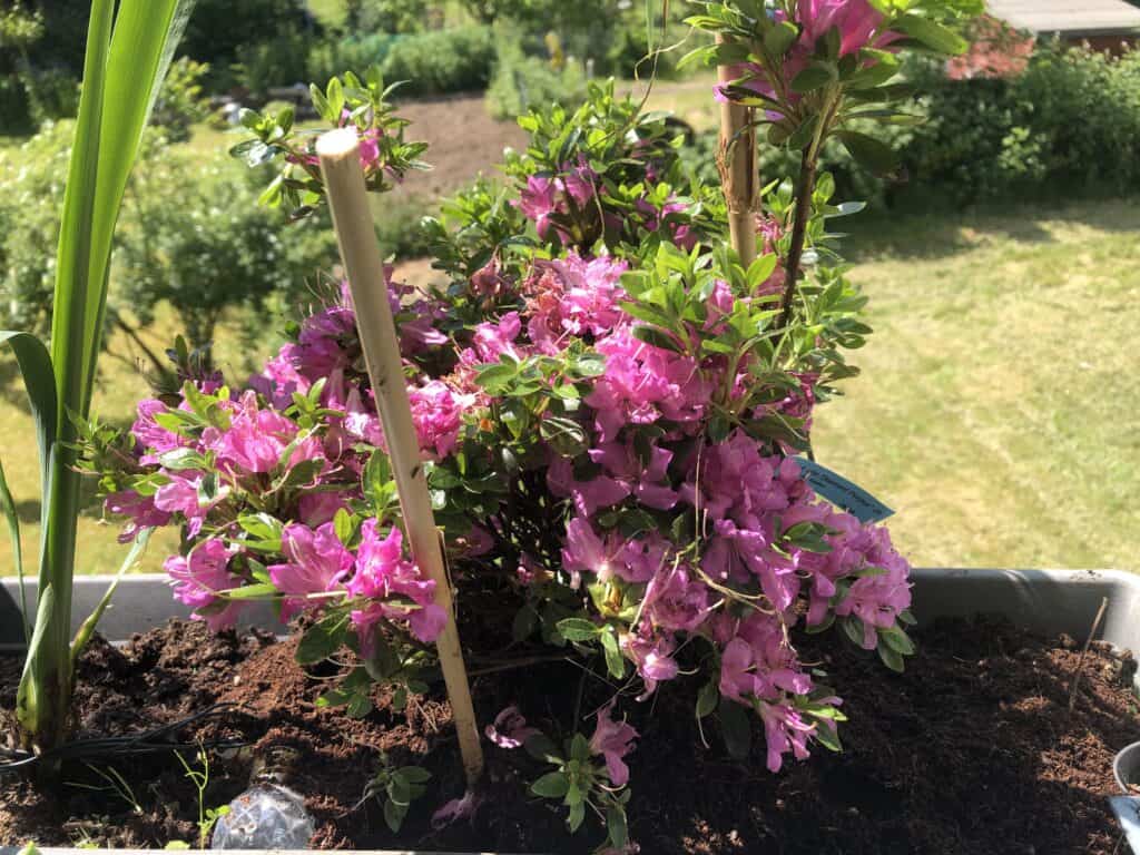 Mein Rhododendron yakushimanum 'Sneezy' von Native Plants