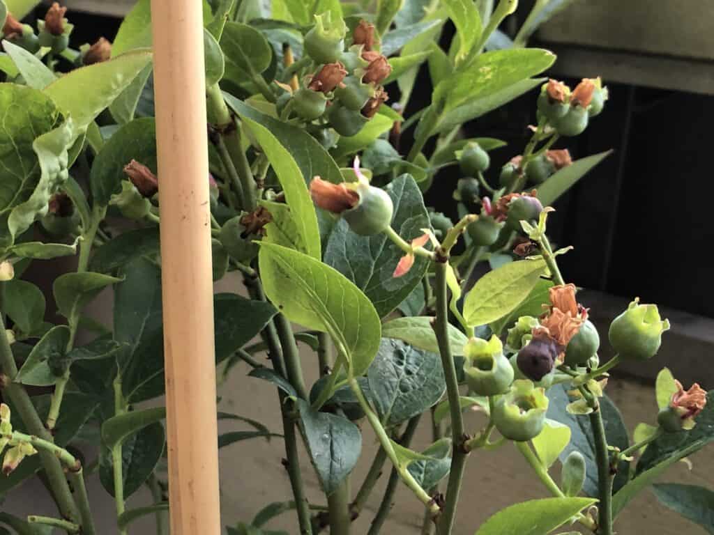 Die Heidelbeere Hortblue Petite Fruchtbengel voller Früchte