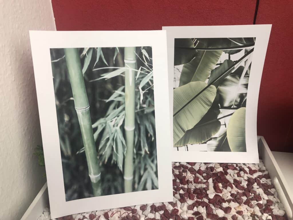 Die beiden Poster, einmal das Bananenblatt sowie der Bambus