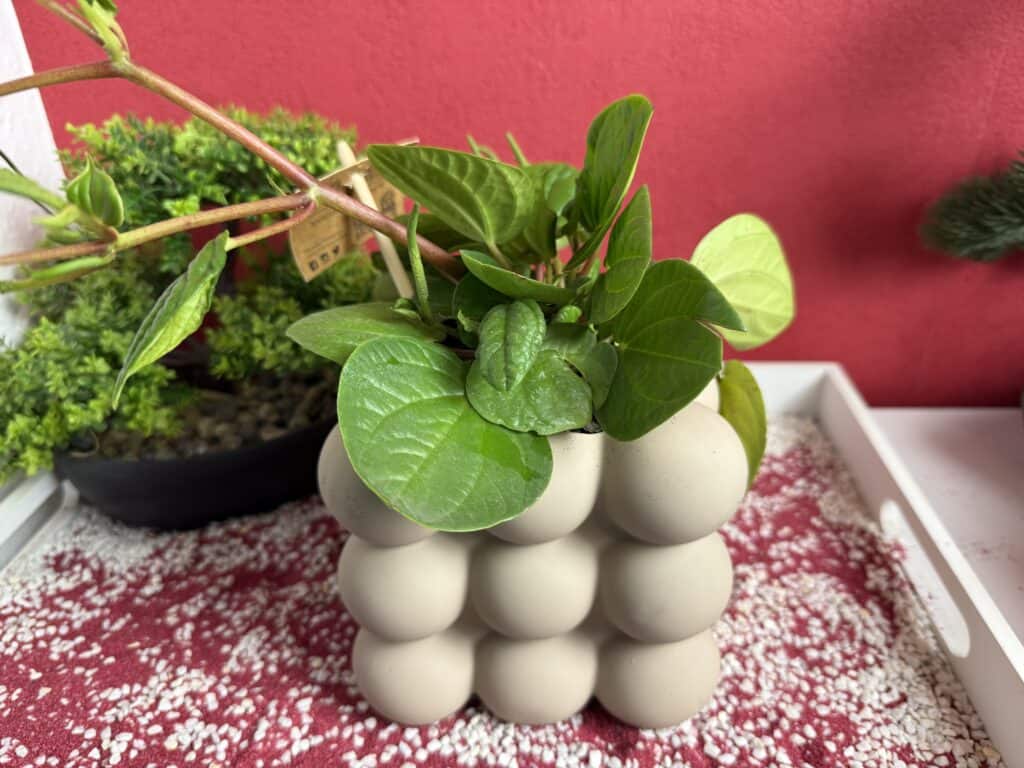 Und der Boden Boutique Blumentopf Bubble mit meiner Grünpflanze