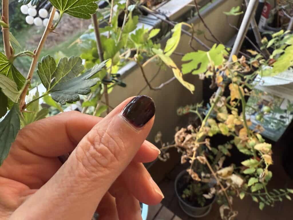 Der Essie 1014 Fringes & Saddles aufgetragen