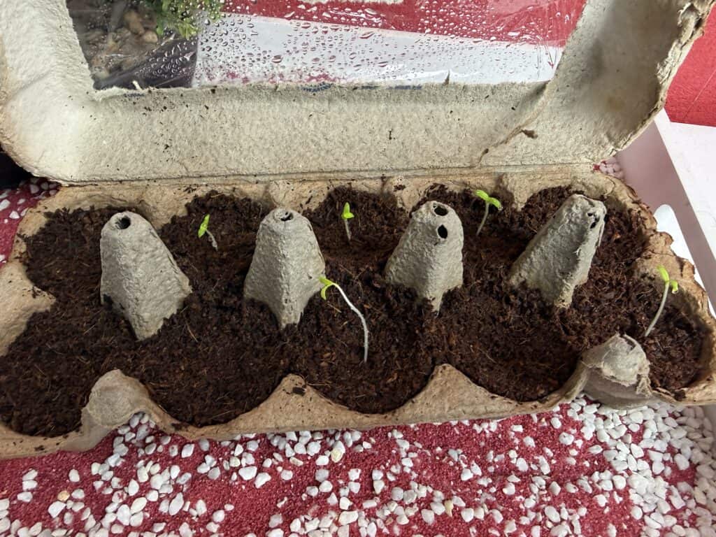 Kosmos meine erste Farm, es wächst