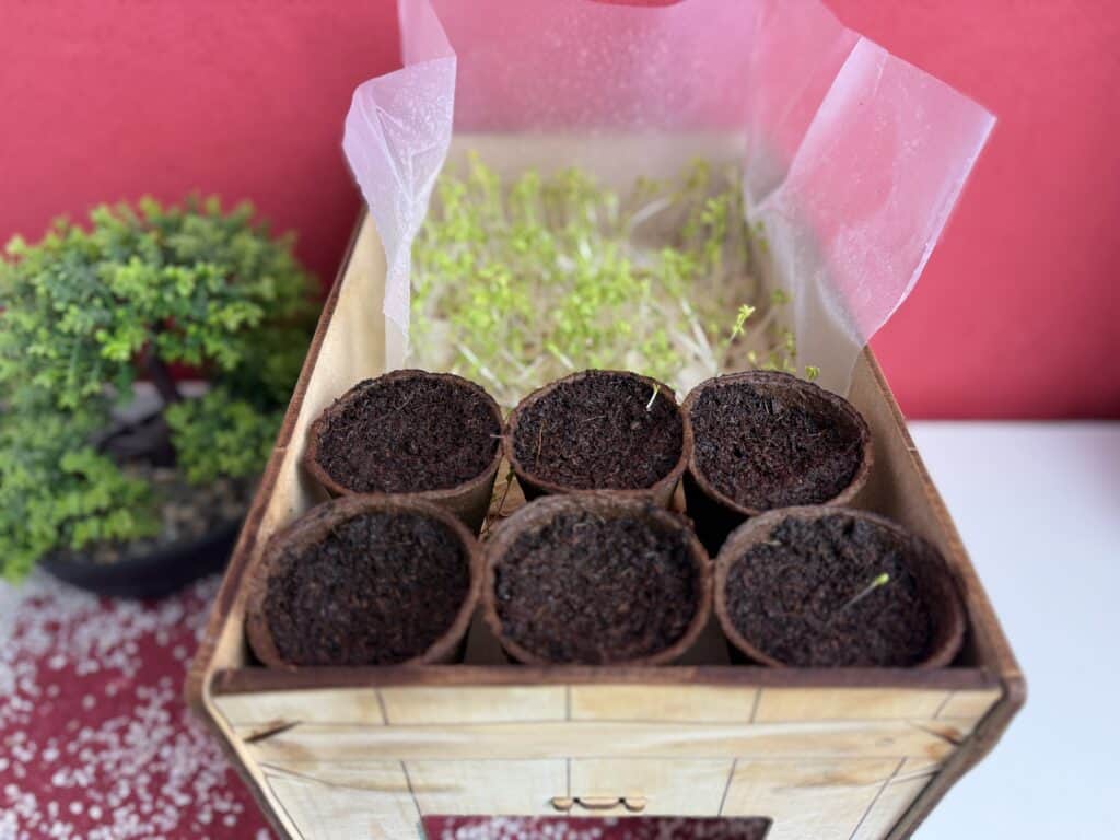 Die Kresse und Radieschen aus dem Kosmos meine erste Farm